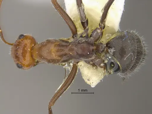 Myrmecocystus mendax specimen SIBR1121 image sibr1121_1