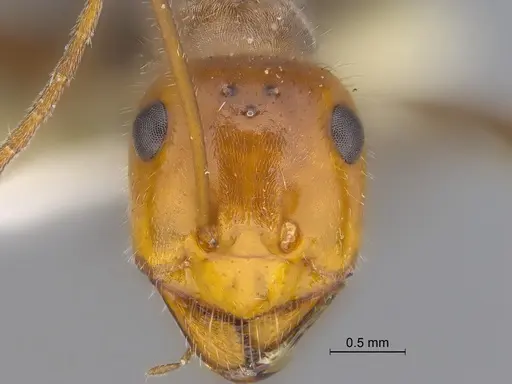 Myrmecocystus mendax specimen SIBR1121 image sibr1121_2