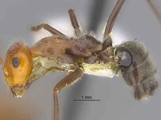 Myrmecocystus mendax specimen SIBR1121 image sibr1121_3