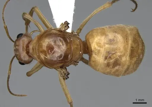 Myrmecocystus mexicanus specimen CASENT0001995 image casent0001995_1