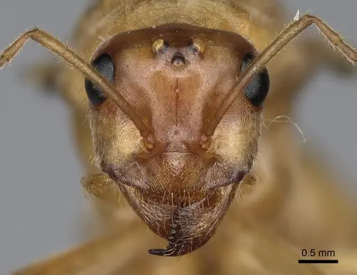Myrmecocystus mexicanus specimen CASENT0001995 image casent0001995_2