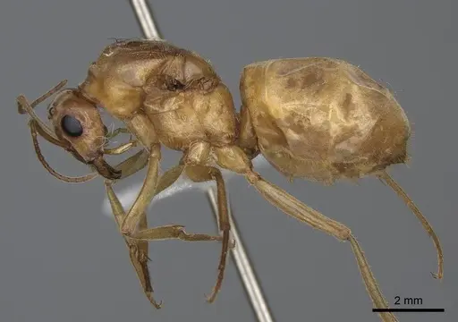 Myrmecocystus mexicanus specimen CASENT0001995 image casent0001995_3