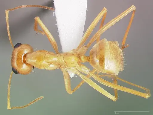 Myrmecocystus mexicanus specimen CASENT0005421 image casent0005421_1