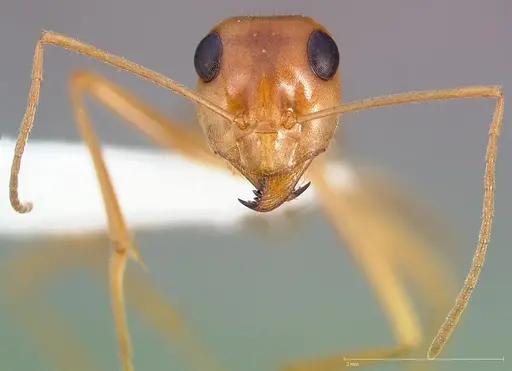 Myrmecocystus mexicanus specimen CASENT0005421 image casent0005421_2