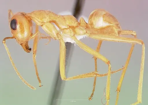 Myrmecocystus mexicanus specimen CASENT0005421 image casent0005421_3