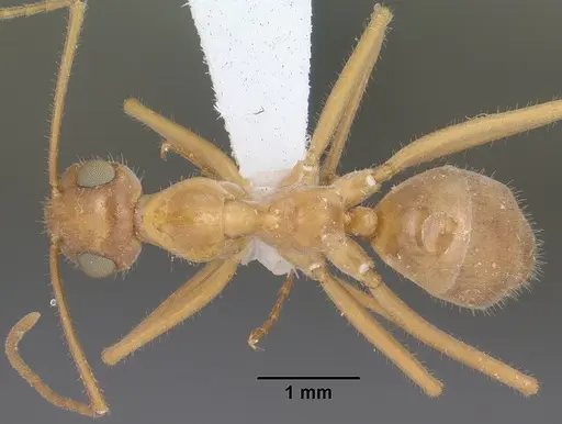 Myrmecocystus mexicanus specimen CASENT0102814 image casent0102814_1