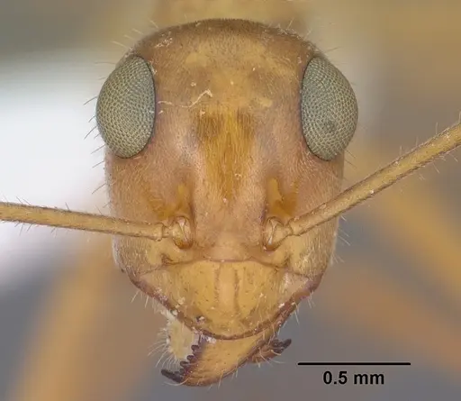 Myrmecocystus mexicanus specimen CASENT0102814 image casent0102814_2