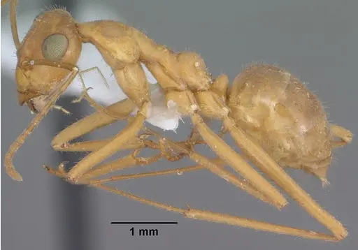 Myrmecocystus mexicanus specimen CASENT0102814 image casent0102814_3