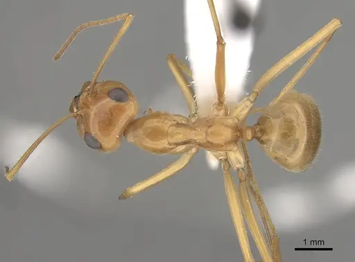 Myrmecocystus mexicanus specimen CASENT0280527 image casent0280527_1