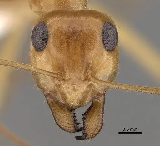 Myrmecocystus mexicanus specimen CASENT0280527 image casent0280527_2