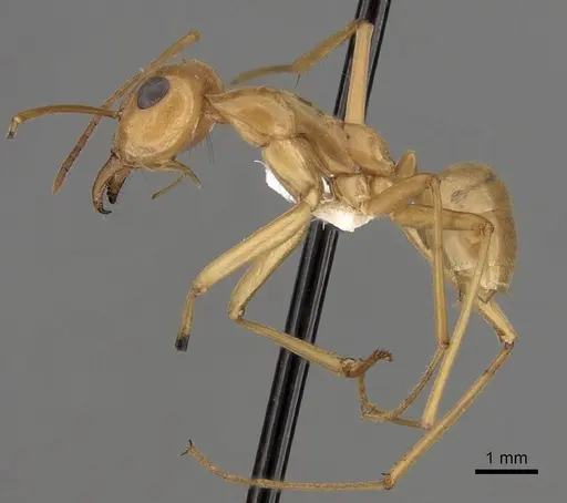 Myrmecocystus mexicanus specimen CASENT0280527 image casent0280527_3