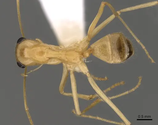 Myrmecocystus mexicanus specimen CASENT0280528 image casent0280528_1