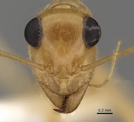 Myrmecocystus mexicanus specimen CASENT0280528 image casent0280528_2