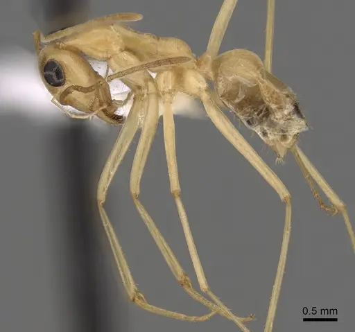 Myrmecocystus mexicanus specimen CASENT0280528 image casent0280528_3