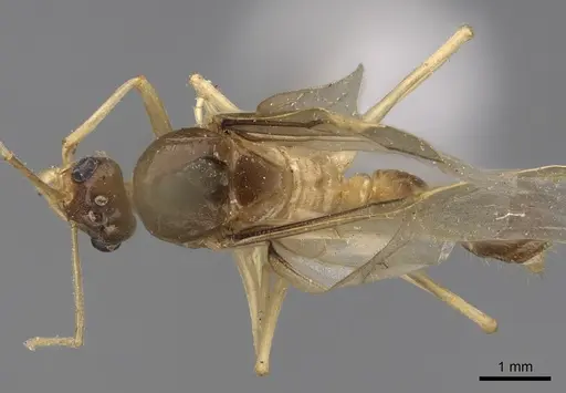 Myrmecocystus mexicanus specimen CASENT0862010 image casent0862010_1