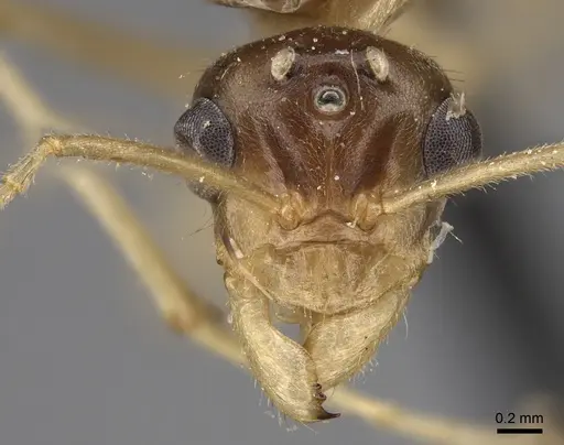 Myrmecocystus mexicanus specimen CASENT0862010 image casent0862010_2