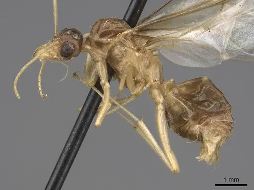 Myrmecocystus mexicanus specimen CASENT0862010 image casent0862010_3