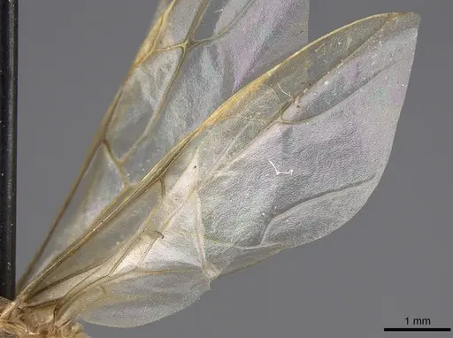 Myrmecocystus mexicanus specimen CASENT0862010 image casent0862010_4