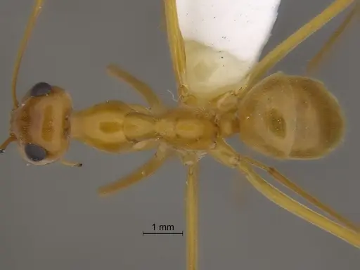 Myrmecocystus mexicanus specimen CASENT0869799 image casent0869799_1