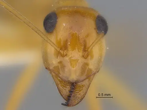 Myrmecocystus mexicanus specimen CASENT0869799 image casent0869799_2