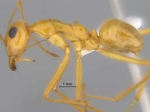 Myrmecocystus mexicanus specimen CASENT0869799 image casent0869799_3