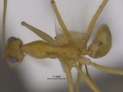 Myrmecocystus mexicanus specimen CASENT0869800 image casent0869800_1