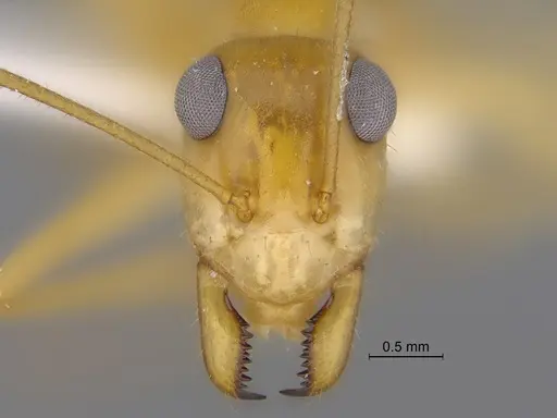 Myrmecocystus mexicanus specimen CASENT0869800 image casent0869800_2
