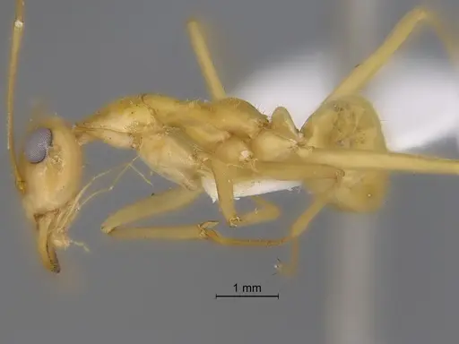 Myrmecocystus mexicanus specimen CASENT0869800 image casent0869800_3