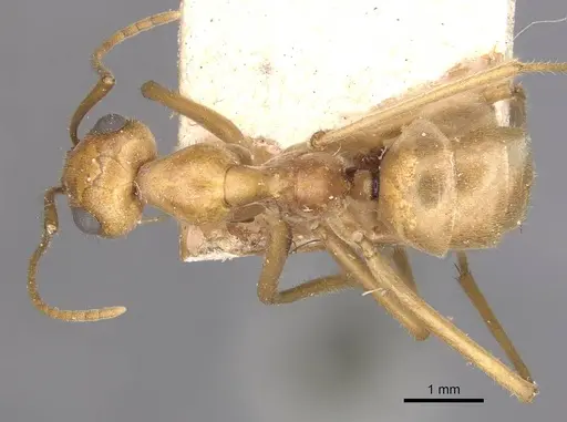 Myrmecocystus mexicanus specimen CASENT0911062 image casent0911062_1