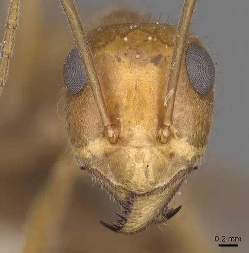 Myrmecocystus mexicanus specimen CASENT0911062 image casent0911062_2