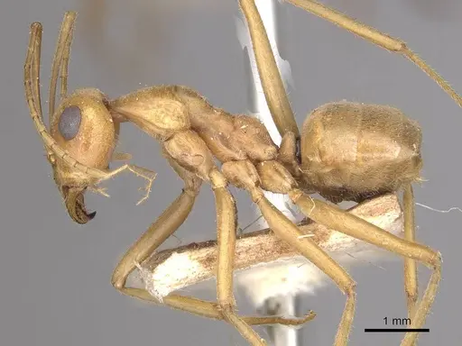 Myrmecocystus mexicanus specimen CASENT0911062 image casent0911062_3