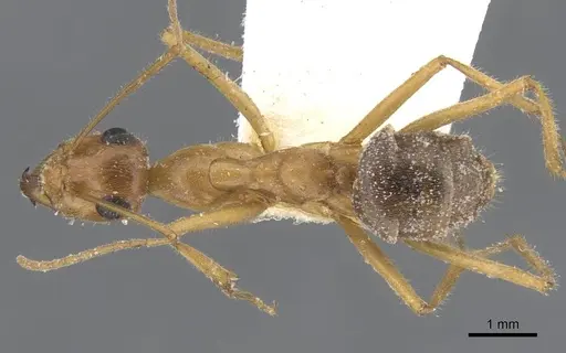 Myrmecocystus mexicanus specimen CASENT0911202 image casent0911202_1