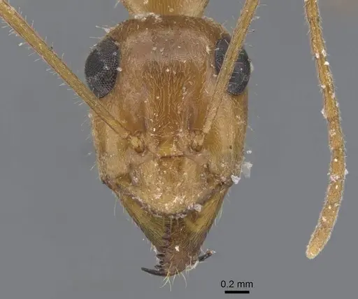 Myrmecocystus mexicanus specimen CASENT0911202 image casent0911202_2