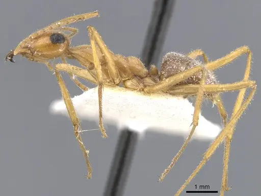 Myrmecocystus mexicanus specimen CASENT0911202 image casent0911202_3