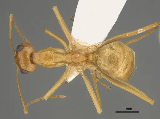 Myrmecocystus mexicanus specimen CASENT0923355 image casent0923355_1