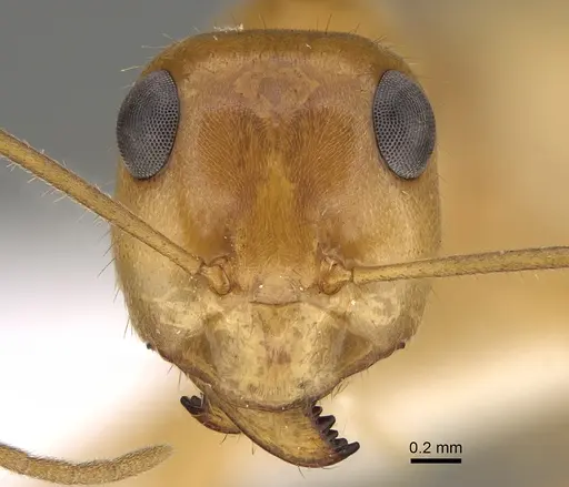Myrmecocystus mexicanus specimen CASENT0923355 image casent0923355_2