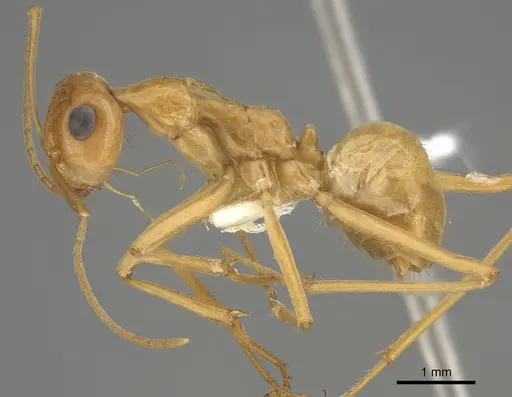 Myrmecocystus mexicanus specimen CASENT0923355 image casent0923355_3