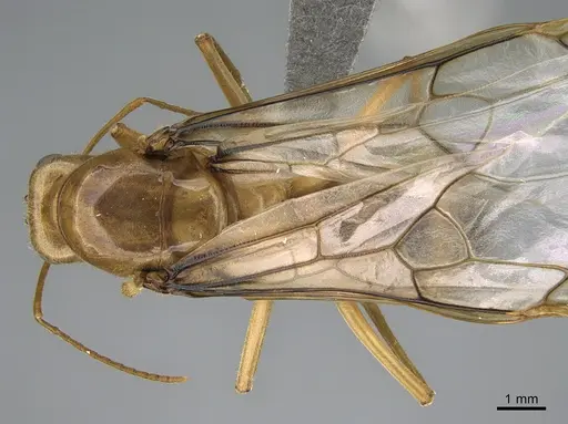 Myrmecocystus mexicanus specimen CASENT0923646 image casent0923646_1
