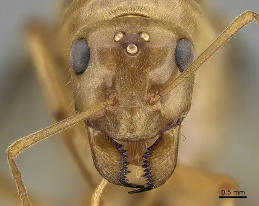 Myrmecocystus mexicanus specimen CASENT0923646 image casent0923646_2