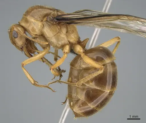 Myrmecocystus mexicanus specimen CASENT0923646 image casent0923646_3