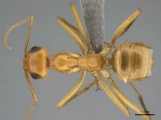 Myrmecocystus mexicanus specimen CASENT0923647 image casent0923647_1
