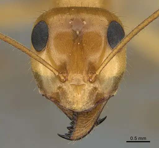 Myrmecocystus mexicanus specimen CASENT0923647 image casent0923647_2