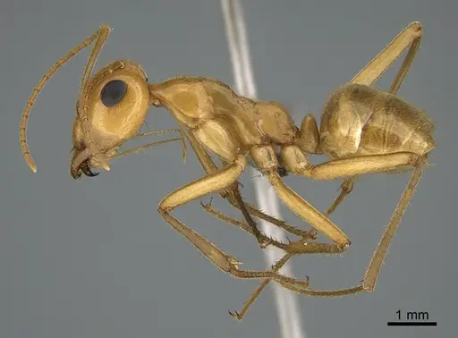 Myrmecocystus mexicanus specimen CASENT0923647 image casent0923647_3