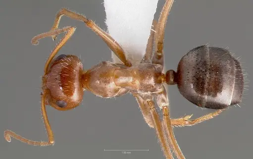 Myrmecocystus mimicus specimen CASENT0005414 image casent0005414_1