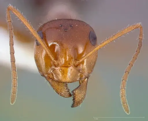 Myrmecocystus mimicus specimen CASENT0005414 image casent0005414_2
