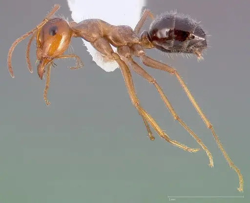 Myrmecocystus mimicus specimen CASENT0005414 image casent0005414_3