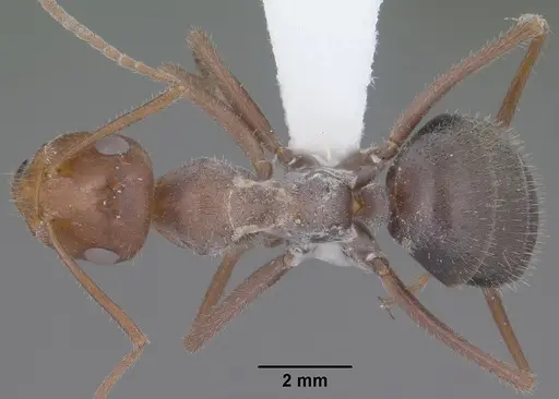 Myrmecocystus mimicus specimen CASENT0102815 image casent0102815_1