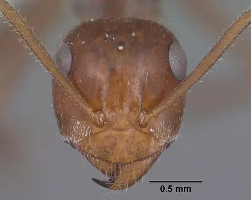 Myrmecocystus mimicus specimen CASENT0102815 image casent0102815_2
