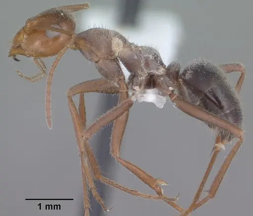 Myrmecocystus mimicus specimen CASENT0102815 image casent0102815_3