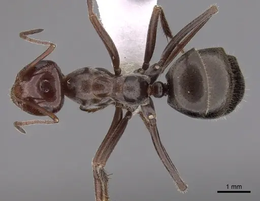 Myrmecocystus mimicus specimen CASENT0280512 image casent0280512_1